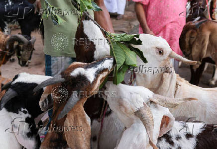 Goats for sale eat leaves inside a livestock market ahead of the Eid al-Adha festival in Kolkata
