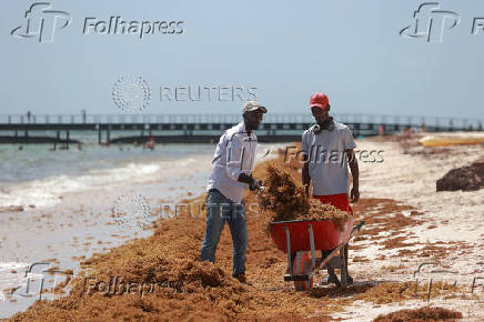 Sargassum seaweed blankets beaches in the Dominican Republic