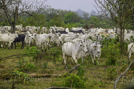 Gado de corte é manejado em pasto em São José dos Campos