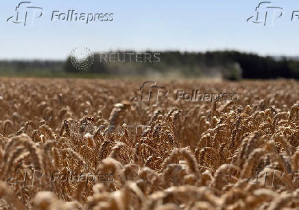 A farmer mows wheat with a harvester in a field near Seligenstadt