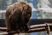 Macaco bugio no Cemacas