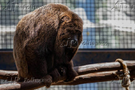 Macaco bugio no Cemacas