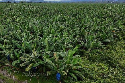 Chiquita Panama announces mass firing of banana workers after strike, in Changuinola