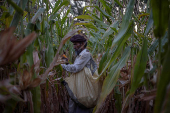 Man harvests corn during heatwave in Daska