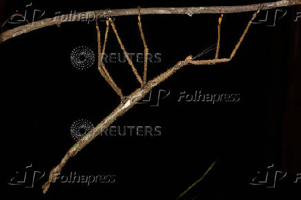 Handout image of a new stick insect species discovered in Queensland
