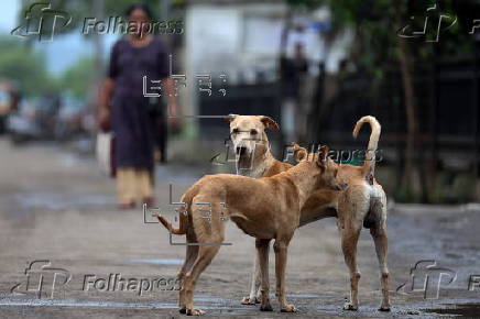 Supreme Court orders to move all stray dogs from Delhi-NCR to animal shelters