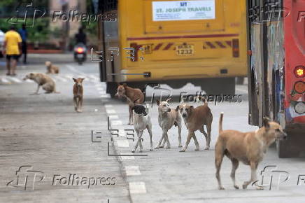 Supreme Court orders to move all stray dogs from Delhi-NCR to animal shelters