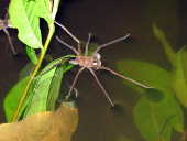 Aranha Pescadora. (Kuribrong River,