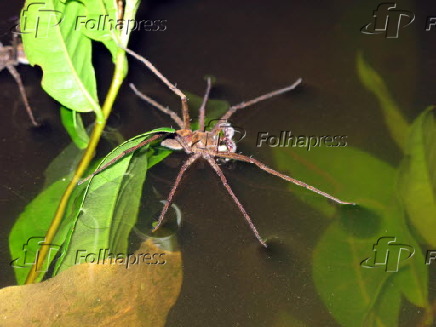 Aranha Pescadora. (Kuribrong River,