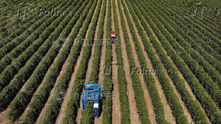 More Brazil coffee to China and indirect trades expected with Trump's 50% tariff