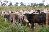 Bois confinados em fazenda na área rural de Iturama/MG