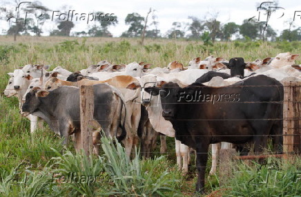 Bois confinados em fazenda na área rural de Iturama/MG