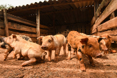Fazenda de criação de porcos em São José do Rio Pardo, em SP