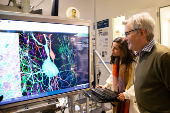 Scientists produce painstaking wiring diagram of a mouse's brain