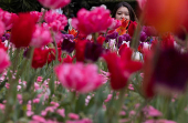 A woman looks at blooming flowers in Victoria Embankment Gardens, London