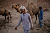 Saraiki milk vendor strides through his camel pen in Multan