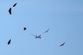 Outbreak of bird flu in Brazil