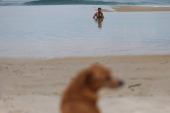 A woman looks at her dog while she enjoys during the World Oceans Day, at Sao Conrado beach in Rio de Janeiro