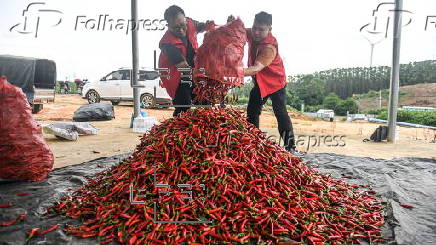 Chili pepper harvest