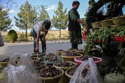 Mulberry seasonal fruit sales