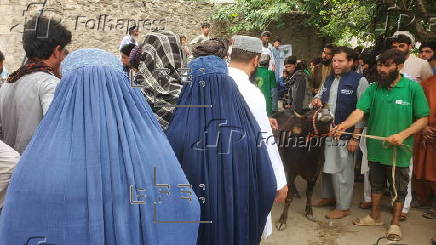 Dairy cows distributed to assist widows in Nangarhar