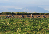 South Africa?s Blue Crane Battling Extinction Amidst Changing Landscapes