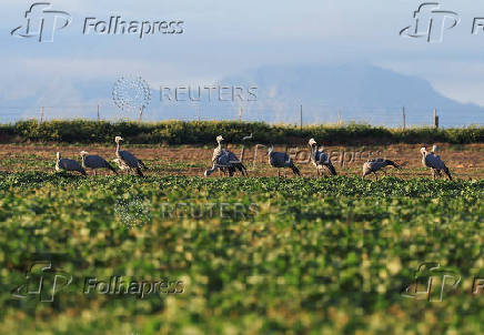 South Africa?s Blue Crane Battling Extinction Amidst Changing Landscapes