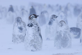 Emperor penguin chicks are covered in snow and ice during a blizzard, on the Ekstrom Ice Shelf