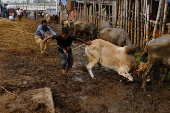 Men try to control a cow at the Gabtoli cattle market ahead of the Muslim festival of sacrifice, Eid al-Adha, in Dhaka