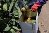 Yemen's prickly pear - from a wild fruit to a staple of the country's agriculture