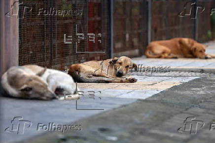 Supreme Court orders to move all stray dogs from Delhi-NCR to animal shelters