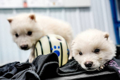 Genetically modified wolf pups Romulus and Remus, two of three successfully bred from edited dire wolf DNA by Colossal Biosciences