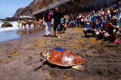 The loggerhead sea turtle (Caretta Caretta), named Amadora, is released on the beach of Sardina del Norte, while a group of people watch and take photos with their mobile phones