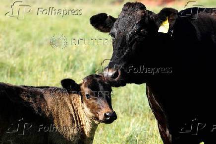 FILE PHOTO: Wagyu cattle graze near Blanchard