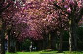 Cherry trees stand in full bloom on a spring day in Brussels