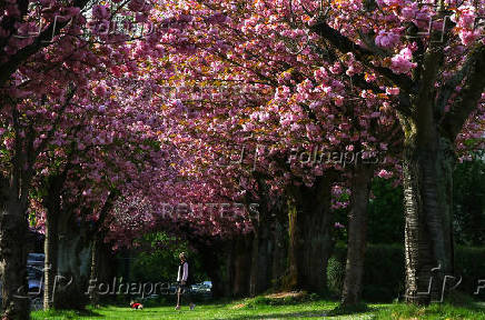 Cherry trees stand in full bloom on a spring day in Brussels