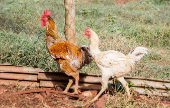 Suspensão de compra de frango pela China