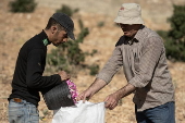 Damascene rose harvest in Syria
