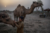 Boy looks after camels in Multan