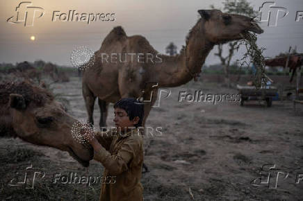 Boy looks after camels in Multan