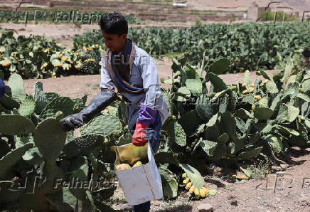 Yemen's prickly pear - from a wild fruit to a staple of the country's agriculture