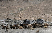 Kabul's stray dog population on the rise