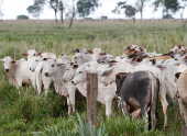 Bois confinados em fazenda na área rural de Iturama/MG