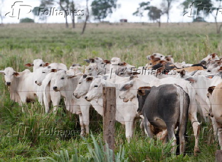 Bois confinados em fazenda na área rural de Iturama/MG