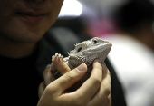 Pet Expo Thailand 2025 in Bangkok