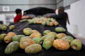 Yemen's prickly pear - from a wild fruit to a staple of the country's agriculture
