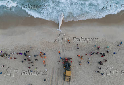 Filhote de baleia Jubarte morto, encalha na praia de São Conrado, no Rio de Janeiro
