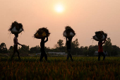 Bangladeshi labourers carry sacks of paddy after harvesting from the field in Munshiganj