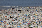 A dog walks on a beach littered with garbage in Mumbai