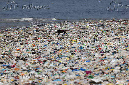 A dog walks on a beach littered with garbage in Mumbai